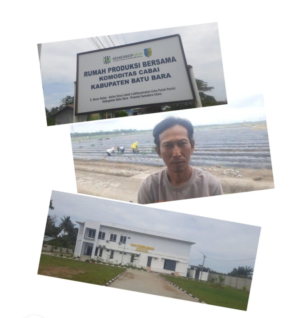 PD IWO Batu Bara Tuding Rumah Produksi Bersama “Cabai Merah” Terancam Mangkrak di Lubuk Cuik.