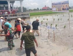 Batu Bara Jadi Lokasi Strategis Kementan Program Tanam Perdana Padi Sawah MT (II) Untuk Perkuat Ketapang.