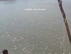 Geger Otak Ikan Akibat Limbah Perusahaan.