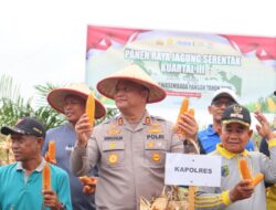 Polres Batu Bara Bersama Forkopimda Panen Raya Jagung di Kwartal III Mencapai 672 Ton.