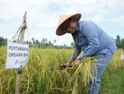 Inalum Panen Padi Hasil Penerapan Metode Tani Nusantara di Lahan Uji Coba Seluas ±1.000 Meter Persegi.