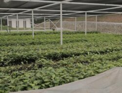 INALUM Komitmen Menjaga Kelestarian Lingkungan Danau Toba. 