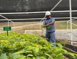 INALUM Dan PJT I Perkuat Konservasi Danau Toba Lewat Penanaman Pohon dan Pembibitan Modern.