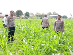 Dukung Ketahanan Pangan, Kapolsek Indrapura Cek Lahan Jagung Binaan Kapolres Batu Bara.